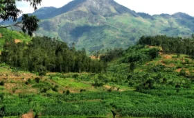 Photography- in- the-Misty- Forests- of -Rwanda