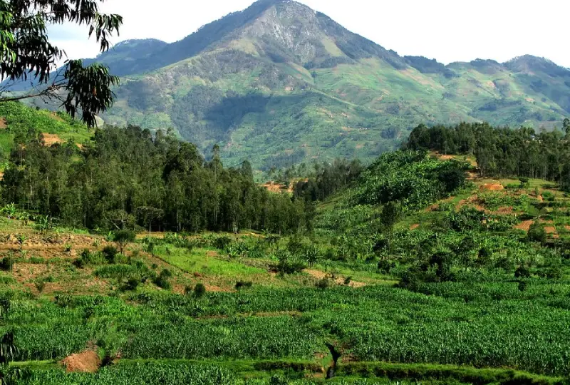 Photography- in- the-Misty- Forests- of -Rwanda