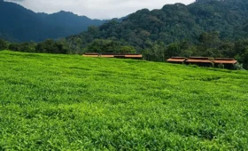 Top-Rated -Experiences- in- Nyungwe -Forest