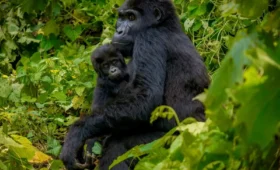 Gorilla- Trekking- Safety- Guidelines -and -Rules