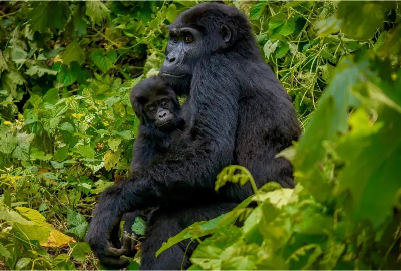 Gorilla- Trekking- Safety- Guidelines -and -Rules