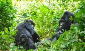 Rwanda -vs- Uganda -Gorilla- Safari- Which- to -Choose?