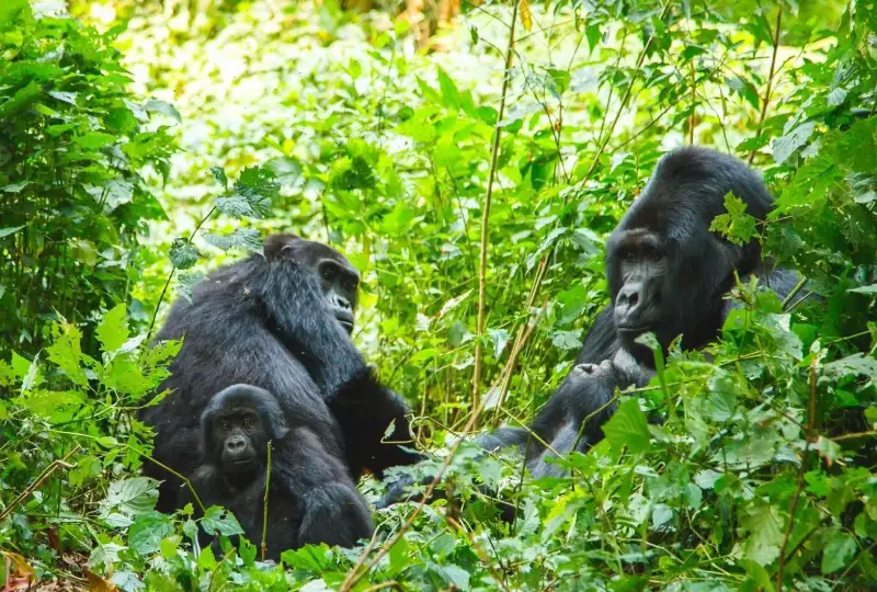 Rwanda -vs- Uganda -Gorilla- Safari- Which- to -Choose?