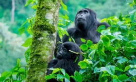 Gorilla -Trekking- for -Seniors- in -Uganda