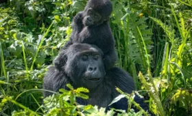 How- to -Book- Gorilla- Treks -with -Local -Ugandan- Operators