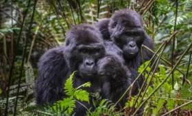 What -to- Expect- After -Your- Gorilla- Trek