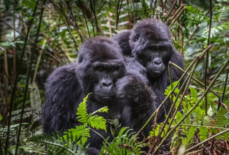 What -to- Expect- After -Your- Gorilla- Trek