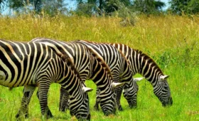 Kidepo- Valley -National- Park- Off-the-Beaten-Path Safari