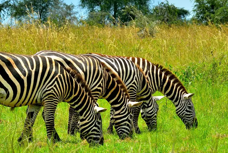 Kidepo- Valley -National- Park- Off-the-Beaten-Path Safari