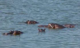 Lake- Mburo- National- Park- Safari -Overview