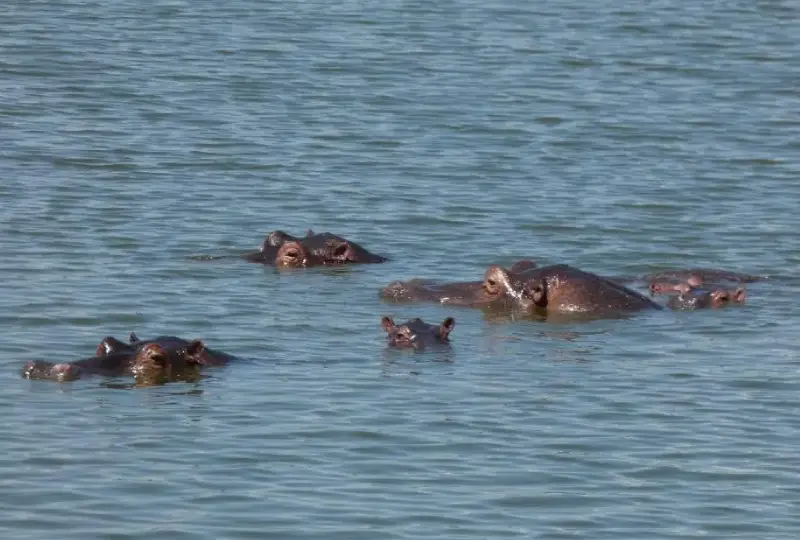 Lake- Mburo- National- Park- Safari -Overview