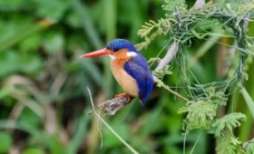 Birdwatching- in -Uganda-Top- Spots- and -Tips