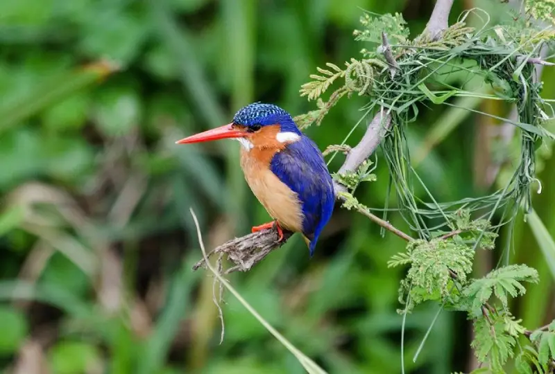 Birdwatching- in -Uganda-Top- Spots- and -Tips