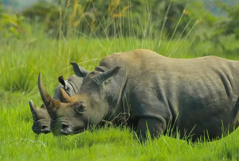 Rhino -Tracking- in- Ziwa -Rhino- Sanctuary