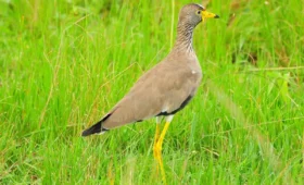 Safari- and- Birding- Tours- in -Uganda