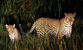 Night- Game- Drives- in- Uganda’s -Parks