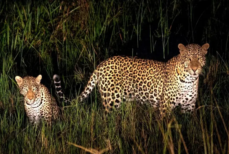 Night- Game- Drives- in- Uganda’s -Parks