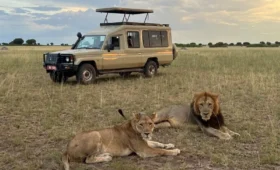 Best- Safari -Packages- in -Uganda