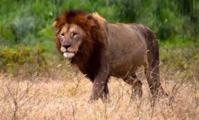 Wildlife- Photography- Tips -for- Uganda- Safaris
