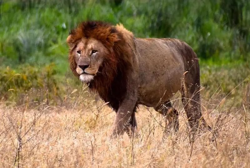 Wildlife- Photography- Tips -for- Uganda- Safaris