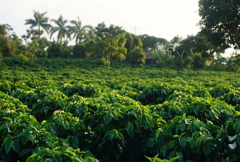 Best -Coffee- Tours- in -Rwanda