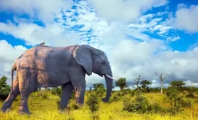 Why -Uganda -Should -Be -Your- Next- Safari -Destination