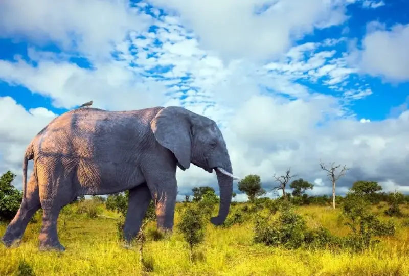 Why -Uganda -Should -Be -Your- Next- Safari -Destination