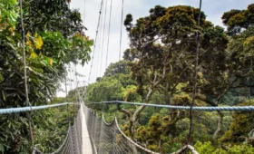 How- to- Include -Nyungwe -in- Your -Safari- Itinerary