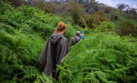 Tips- for- Trekking- in-Rwanda’s- Rainforests