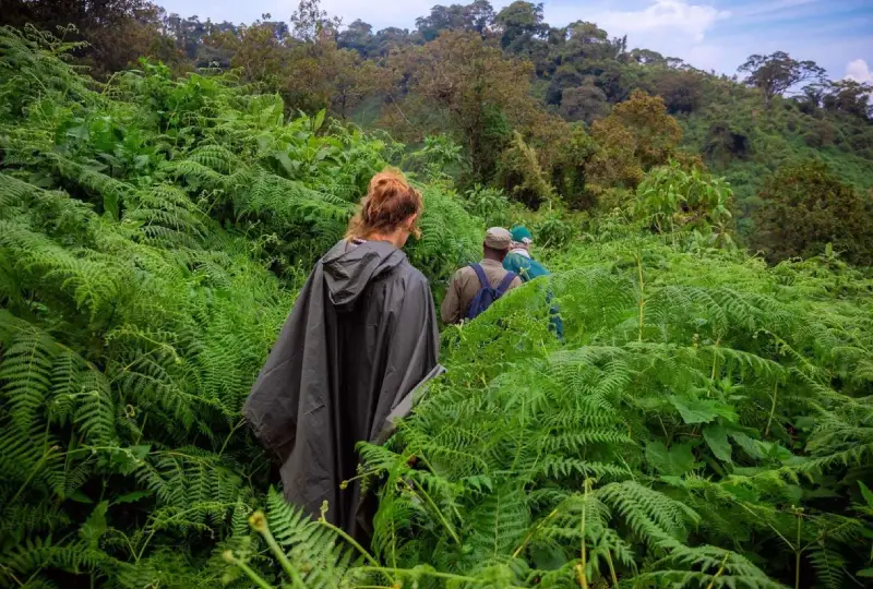 Tips- for- Trekking- in-Rwanda’s- Rainforests