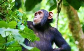 Where -to -See- Chimpanzees- in- Rwanda