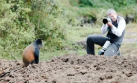 Multi-Day -Primate -Safari- Itinerary -in- Rwanda