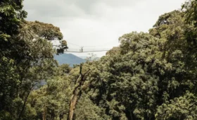 Nyungwe- Forest -National- Park- for -Families