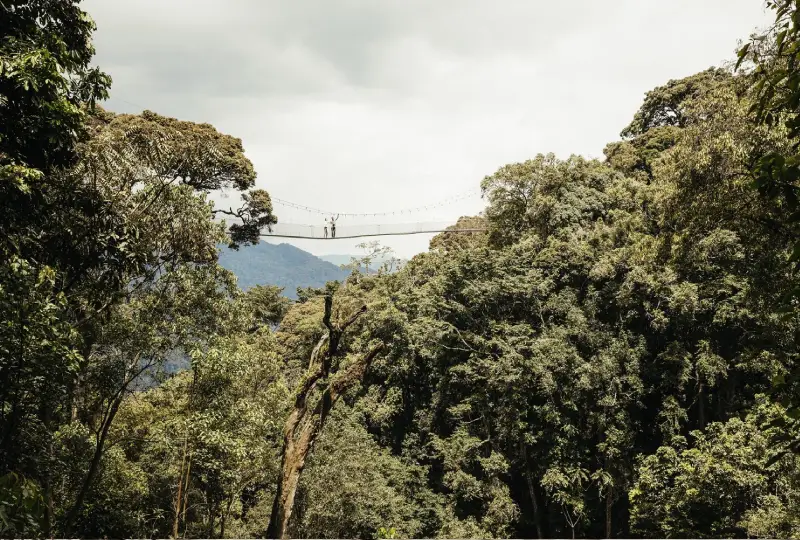 Nyungwe- Forest -National- Park- for -Families