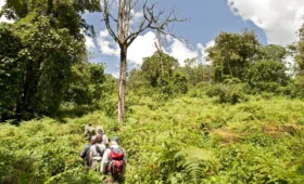 Hiking- Safety- in -Rwanda’s- Forest -Parks