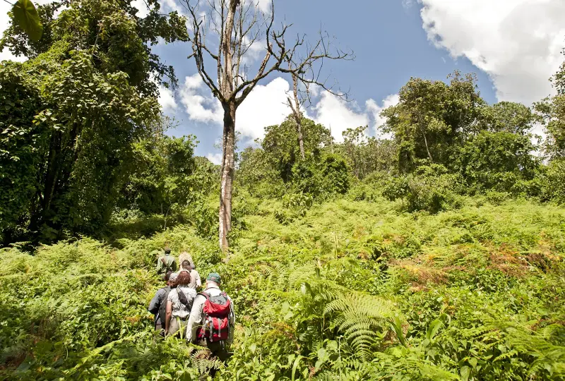 Hiking- Safety- in -Rwanda’s- Forest -Parks