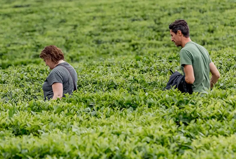 Tea -Plantation -Tours -Near -Nyungwe-Forest