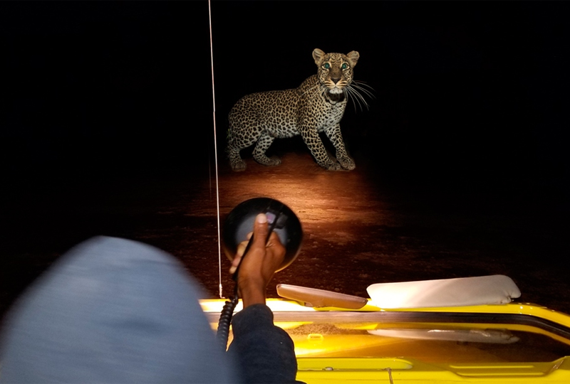 Night Game Drive in Tarangire National Park
