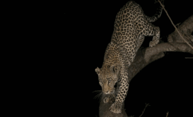 Night-Game-Drives-in-Akagera-National-Park
