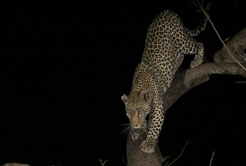 Night-Game-Drives-in-Akagera-National-Park