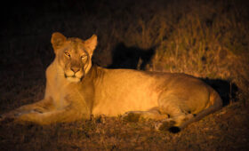 Night Safari in Masai Mara