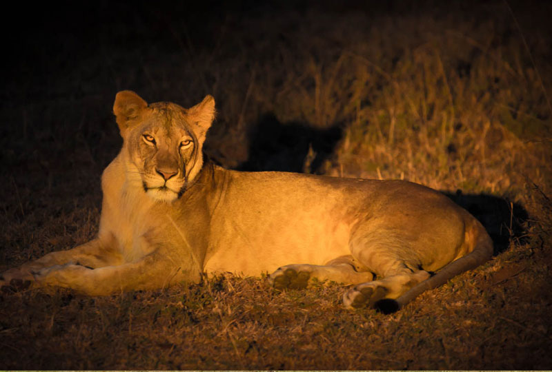 Night Safari in Masai Mara