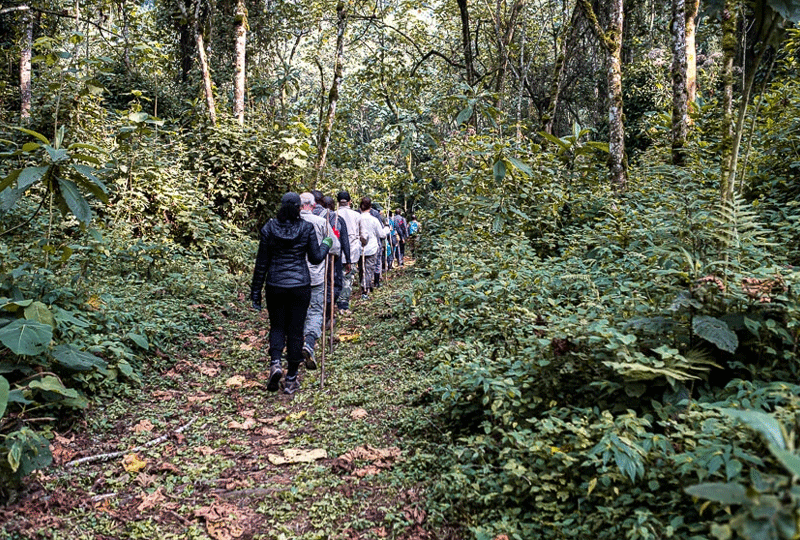 Nyungwe-Forest-Best-Hikes-and-Nature-Trails