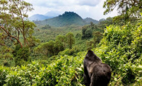 One-Day Gorilla Trekking in Rwanda