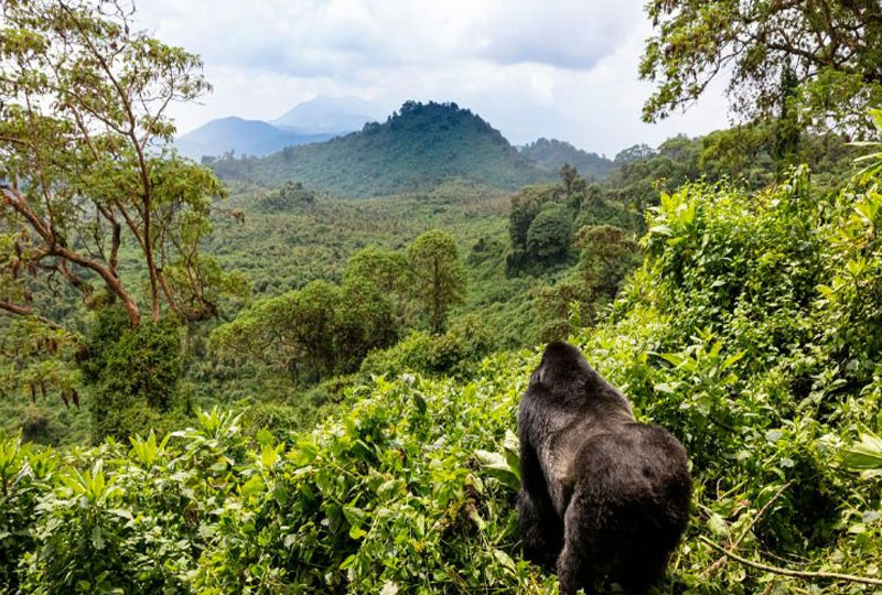 One-Day Gorilla Trekking in Rwanda