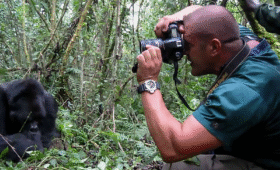 Photography Tips for Gorilla Trekkers in Uganda