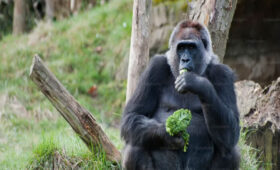 Physical Fitness for Gorilla Trekking