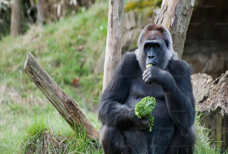 Physical Fitness for Gorilla Trekking