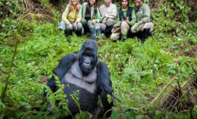 Planning-a-Honeymoon-Safari-with-Gorilla-Trekking