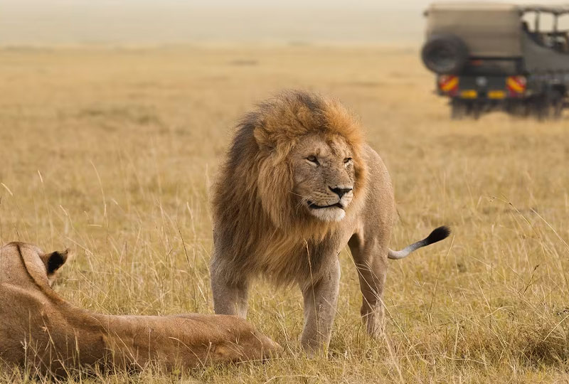 Private Guided Safari in Kenya